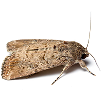 Pheromone Traps