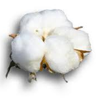 Water Soluble Fertilizers